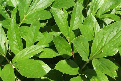peony leaves pictures.